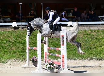 Zangersheide, Giumenta, 8 Anni, 165 cm, Grigio pezzato