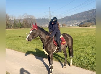 Zangersheide, Giumenta, 8 Anni, 166 cm, Morello