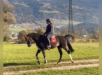 Zangersheide, Giumenta, 8 Anni, 166 cm, Morello