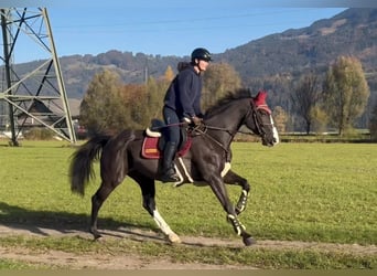 Zangersheide, Giumenta, 8 Anni, 166 cm, Morello