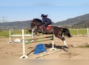 Zangersheide, Giumenta, 8 Anni, 166 cm, Morello