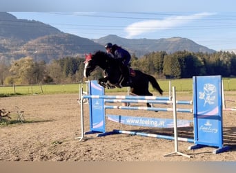 Zangersheide, Giumenta, 8 Anni, 166 cm, Morello