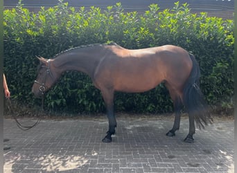 Zangersheide, Giumenta, 8 Anni, 167 cm, Baio