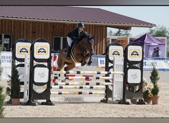 Zangersheide, Giumenta, 8 Anni, 167 cm, Baio