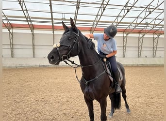 Zangersheide, Giumenta, 8 Anni, 169 cm, Morello