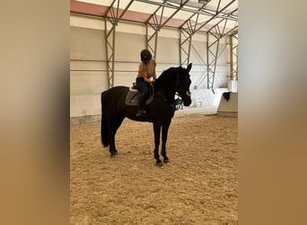 Zangersheide, Giumenta, 8 Anni, 169 cm, Morello