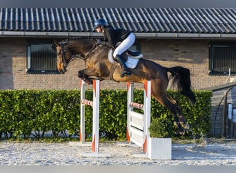 Zangersheide, Giumenta, 8 Anni, 173 cm
