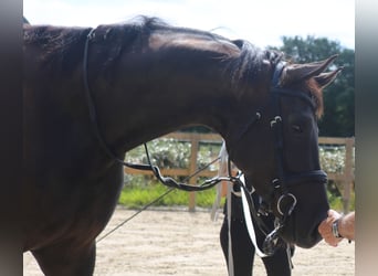 Zangersheide, Giumenta, 8 Anni, 173 cm, Morello