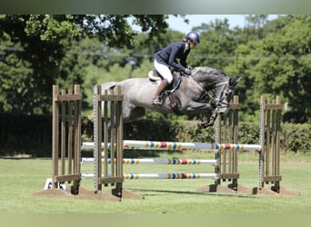 Zangersheide, Giumenta, 8 Anni, Grigio