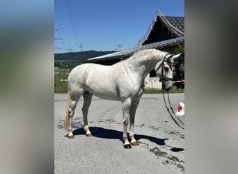 Zangersheide, Giumenta, 9 Anni, 166 cm, Grigio
