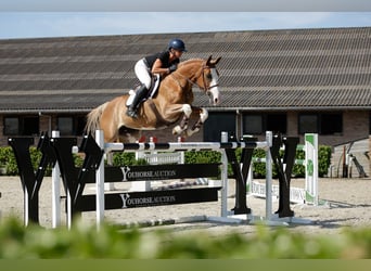 Zangersheide, Giumenta, 9 Anni, 166 cm, Sauro