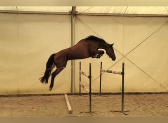 Zangersheide, Giumenta, 9 Anni, 167 cm, Baio