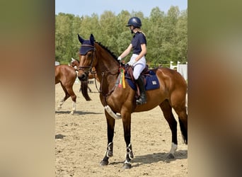 Zangersheide, Giumenta, 9 Anni, 167 cm, Baio
