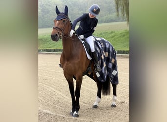 Zangersheide, Giumenta, 9 Anni, 167 cm, Baio