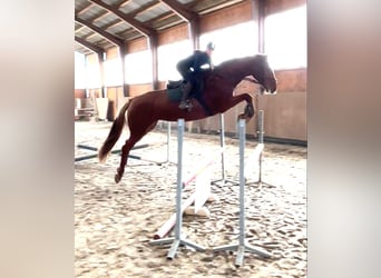 Zangersheide, Giumenta, 9 Anni, 167 cm, Sauro scuro