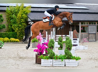 Zangersheide, Giumenta, 9 Anni, 168 cm, Baio
