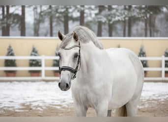 Zangersheide, Giumenta, 9 Anni, 168 cm, Grigio