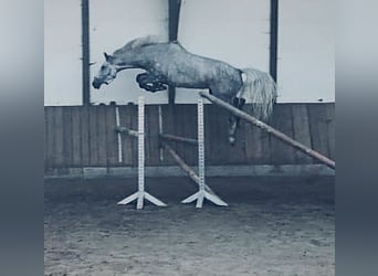 Zangersheide, Giumenta, 9 Anni, 168 cm, Grigio