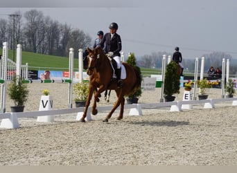 Zangersheide, Giumenta, 9 Anni, 168 cm, Sauro scuro