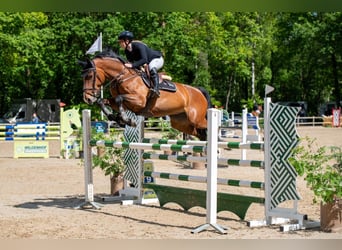 Zangersheide, Giumenta, 9 Anni, 170 cm, Baio