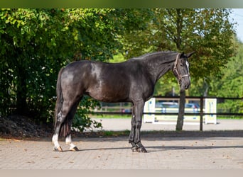 Zangersheide, Giumenta, 9 Anni, 171 cm, Morello