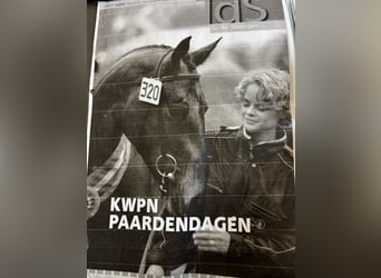 Zangersheide, Giumenta, 9 Anni, 172 cm, Baio