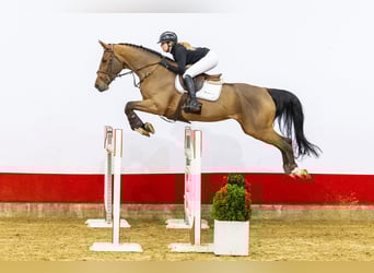 Zangersheide, Giumenta, 9 Anni, 172 cm, Baio