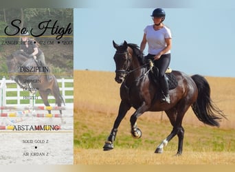 Zangersheide, Giumenta, 9 Anni, 172 cm, Baio scuro