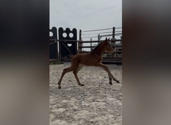 Zangersheide, Giumenta, Puledri (01/2026), 168 cm, Baio ciliegia
