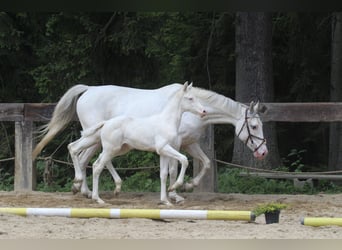 Zangersheide, Giumenta, Puledri (04/2024), 168 cm, Bianco