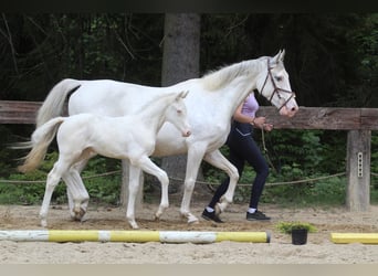 Zangersheide, Giumenta, Puledri (04/2024), 168 cm, Bianco