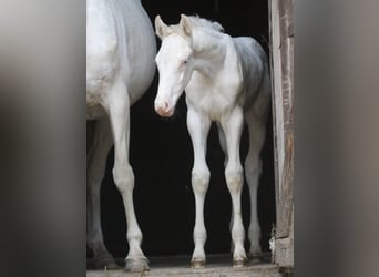 Zangersheide, Giumenta, Puledri (04/2024), 168 cm, Bianco