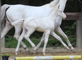 Zangersheide, Giumenta, Puledri (04/2024), 168 cm, Bianco