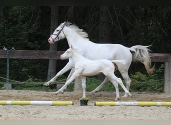 Zangersheide, Giumenta, Puledri (04/2024), 168 cm, Bianco