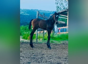 Zangersheide, Giumenta, Puledri (03/2026)