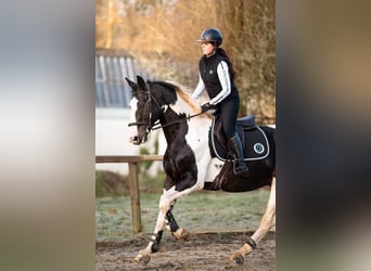 Zangersheide, Hengst, 10 Jaar, 170 cm, Tobiano-alle-kleuren