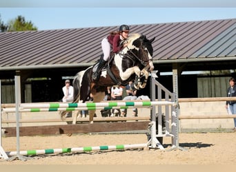 Zangersheide, Hengst, 10 Jaar, 170 cm, Tobiano-alle-kleuren