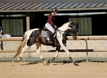 Zangersheide, Hengst, 10 Jaar, 170 cm, Tobiano-alle-kleuren