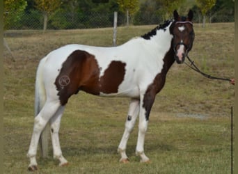 Zangersheide, Hengst, 12 Jaar, 168 cm, Gevlekt-paard