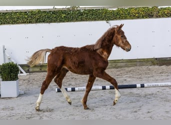 Zangersheide, Hengst, 1 Jaar, 132 cm, Vos