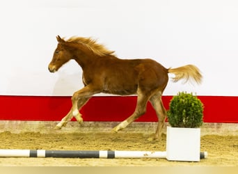 Zangersheide, Hengst, 1 Jaar, 137 cm, Vos