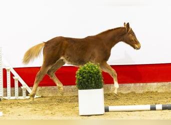 Zangersheide, Hengst, 1 Jaar, 137 cm, Vos