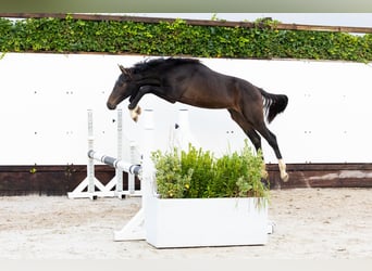 Zangersheide, Hengst, 1 Jaar, 142 cm, Donkerbruin