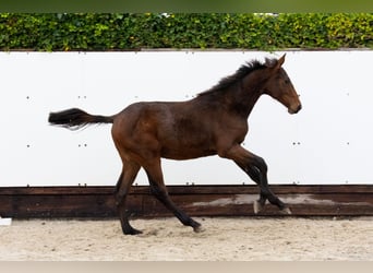 Zangersheide, Hengst, 1 Jaar, 145 cm, Bruin
