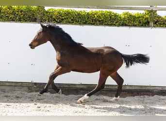 Zangersheide, Hengst, 1 Jaar, 152 cm, Bruin