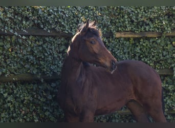 Zangersheide, Hengst, 1 Jaar, 152 cm, Bruin