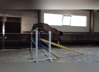 Zangersheide, Hengst, 1 Jaar, 154 cm