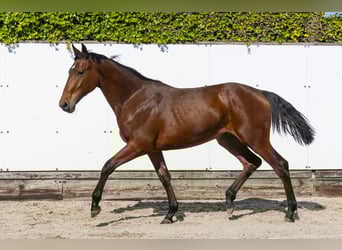 Zangersheide, Hengst, 1 Jaar, 155 cm