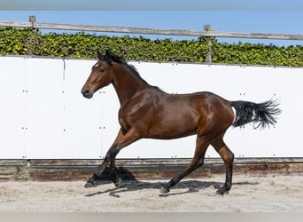 Zangersheide, Hengst, 1 Jaar, 155 cm