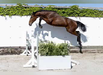 Zangersheide, Hengst, 1 Jaar, 155 cm
